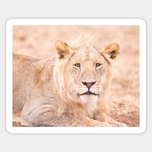 Serengeti Lion #1 Sticker